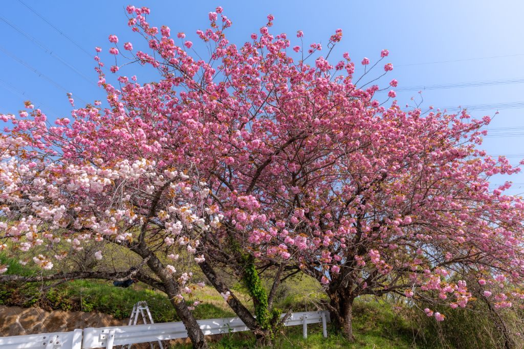 青空を背景に咲く八重桜