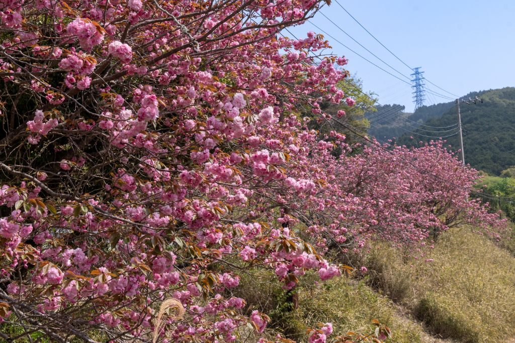 斜面に咲き誇る満開の八重桜
