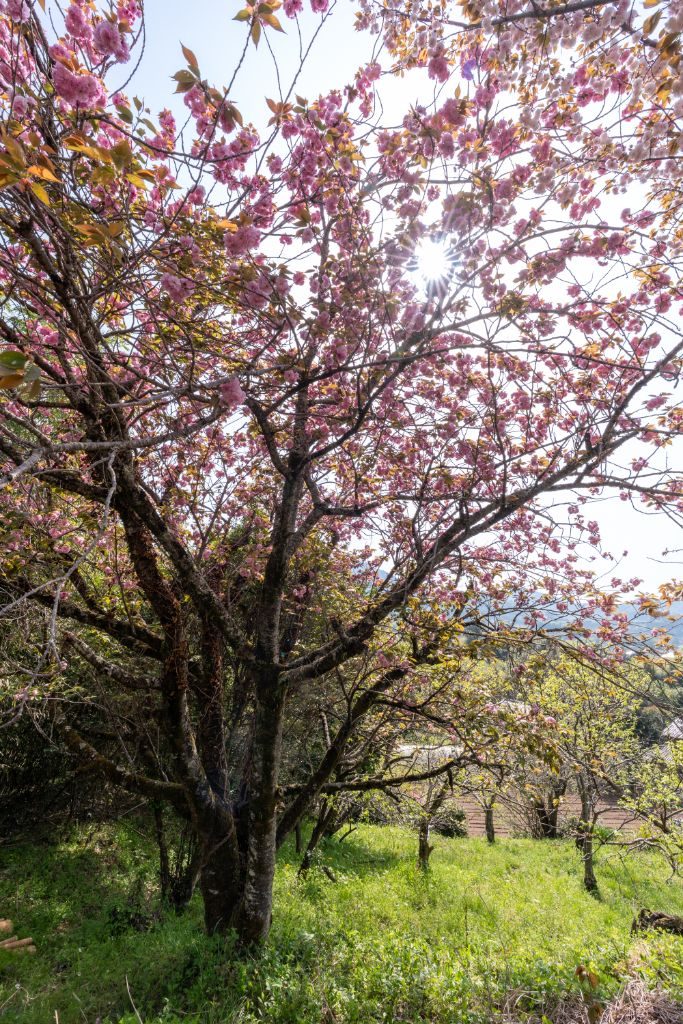 陽光の下で咲く満開の八重桜