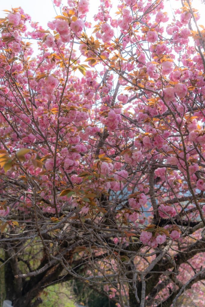 八重桜の花のクローズアップ