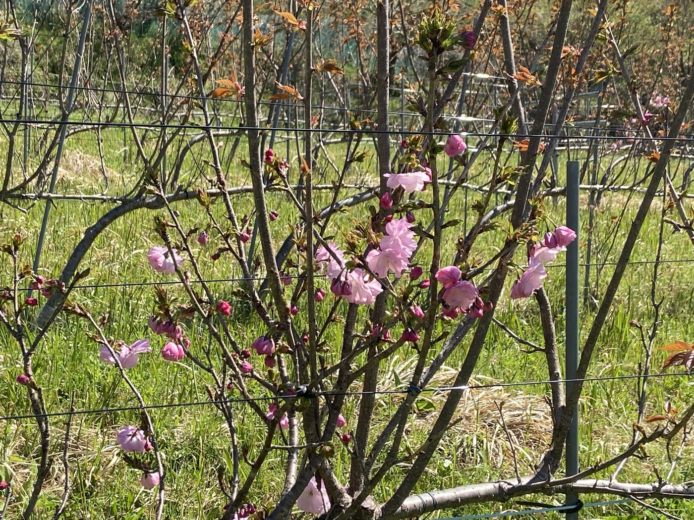 支柱に沿って咲き始めた八重桜