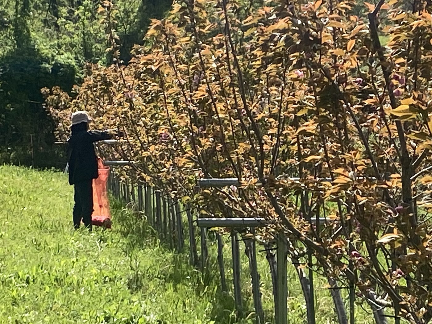 ジョイント八重桜の摘み取り作業
