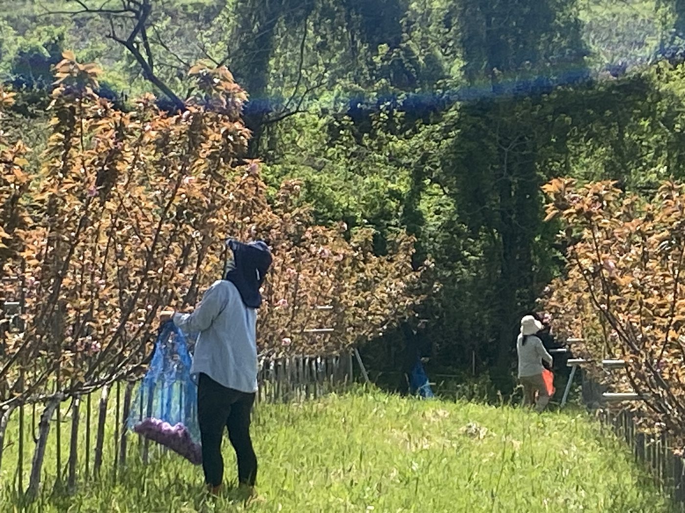 摘み取った八重桜の花を袋に集める様子