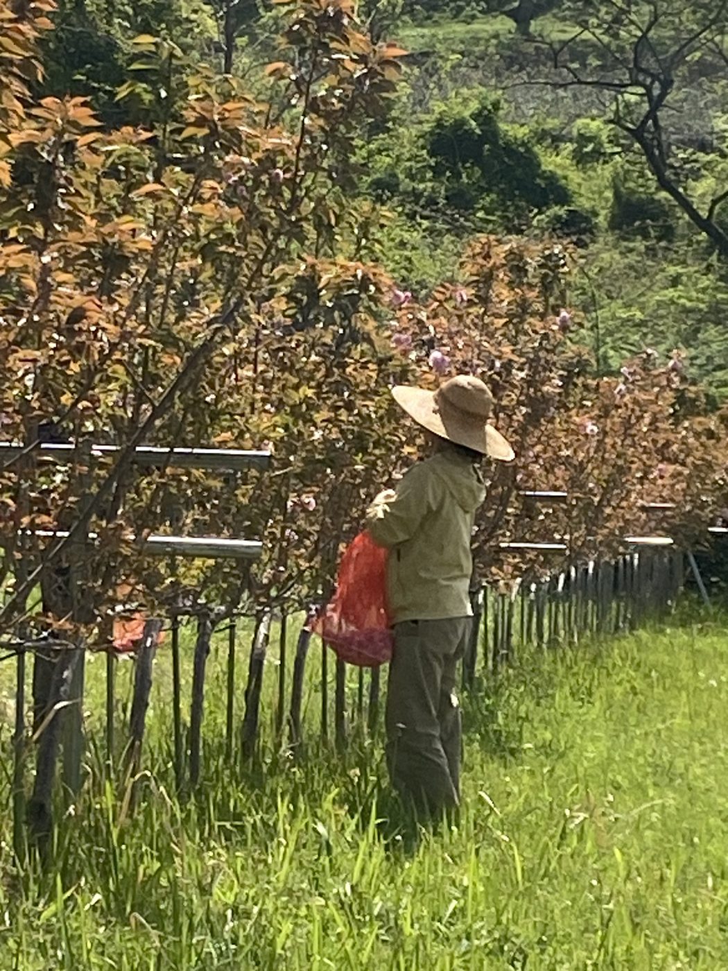 麦わら帽子をかぶり八重桜を摘み取る様子