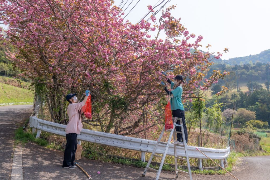 八重桜の花を摘み取る摘み取り隊