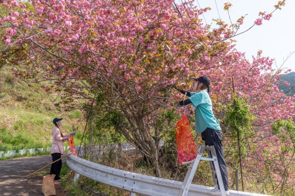 八重桜の木から花を摘み取る作業の様子