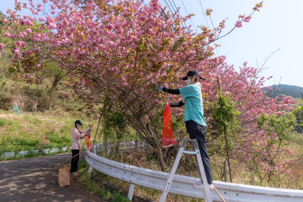脚立に乗って八重桜を摘み取る様子