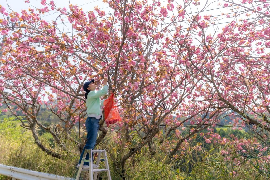 摘み取った八重桜の花を袋に入れる様子