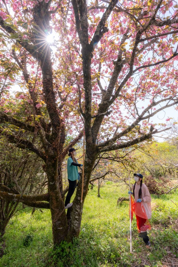 木に登って八重桜の花を摘み取る様子