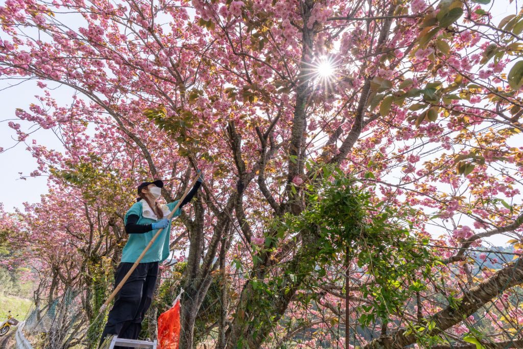 高い枝の八重桜を摘み取る様子